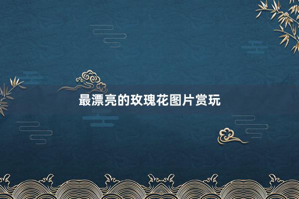 最漂亮的玫瑰花图片赏玩